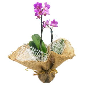 Vaso de mini Orquídeas