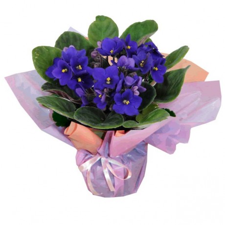 Vaso de Flor (Violeta)