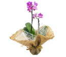 Vaso de mini Orquídea